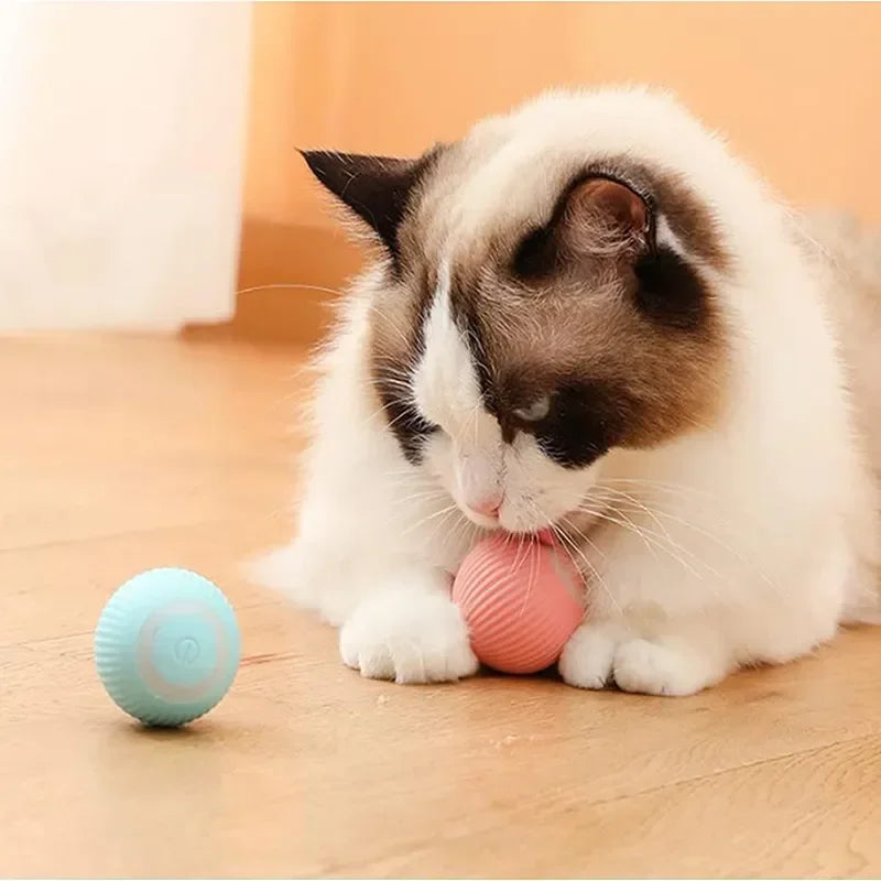 Bola de Rolamento Automático, o melhor Brinquedo para seu PET